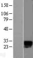 KLK6 / Kallikrein 6 Protein (Over-Expression Lysate Myc-DDK (Flag))
