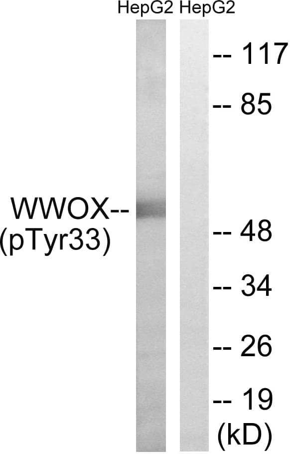 Polyclonal Rabbit anti-Human WWOX Antibody (phospho-Tyr33, IHC, WB)