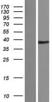 KLK11 / Kallikrein 11 Protein (Over-Expression Lysate Myc-DDK (Flag))