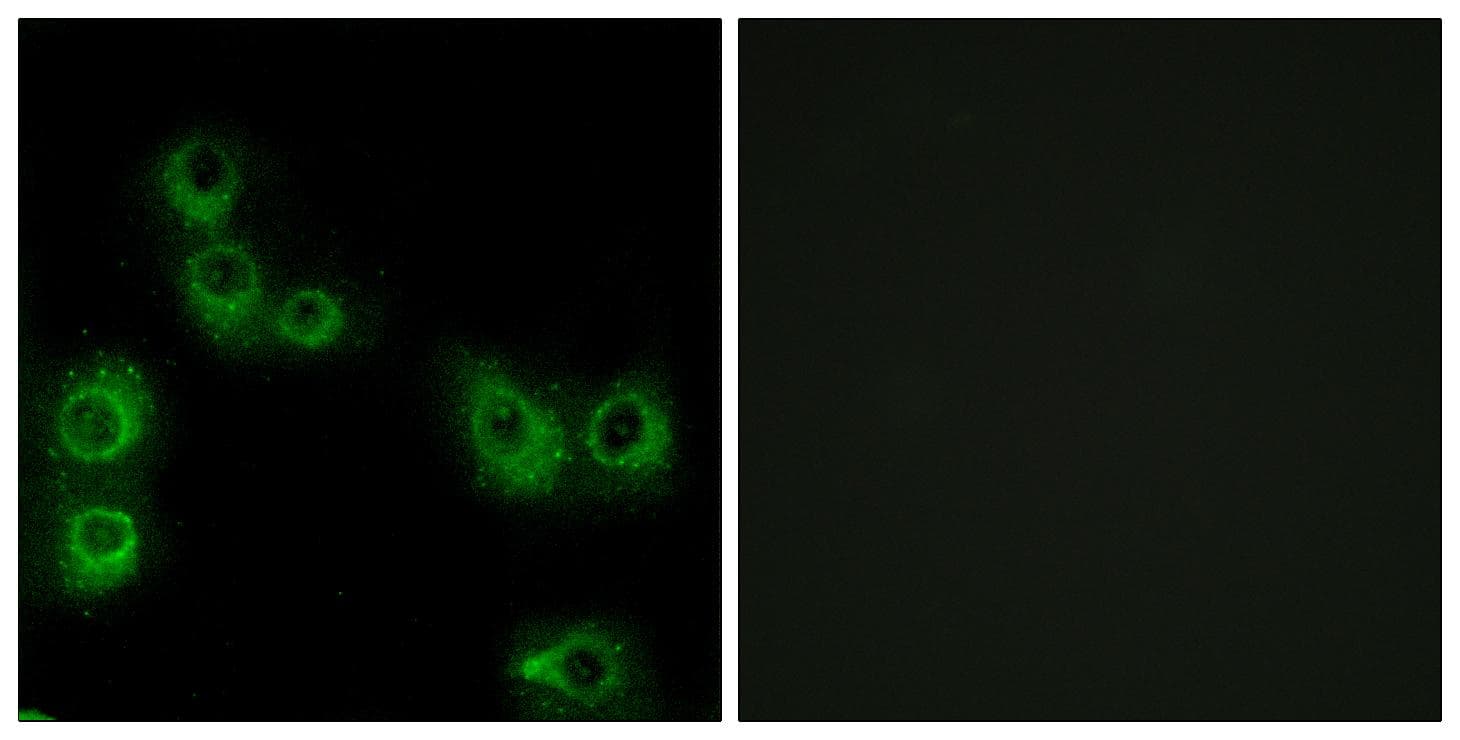 Polyclonal Rabbit anti-Human MRGPRX3 / MRGX3 Antibody (IF, WB)