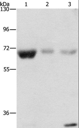 Polyclonal Rabbit anti-Human NAE1 / APPBP1 Antibody (WB)