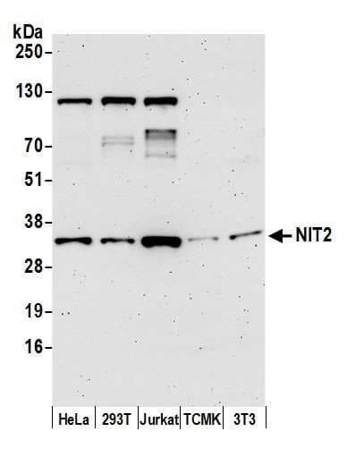 NIT2 Antibody (aa226-276)