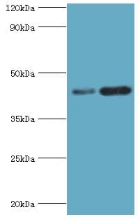 SIRT3 / Sirtuin 3 Antibody (aa20-130)