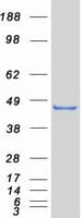 Human TDO2 Protein (Recombinant Myc-DDK (Flag))