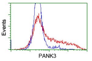 Monoclonal Mouse anti-Human PANK3 Antibody (clone OTI3C4, WB)