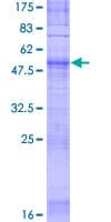 Human OR5F1 Protein (Recombinant GST)