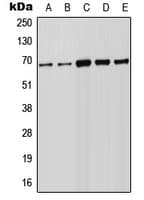 FOXN1 Antibody (Internal)