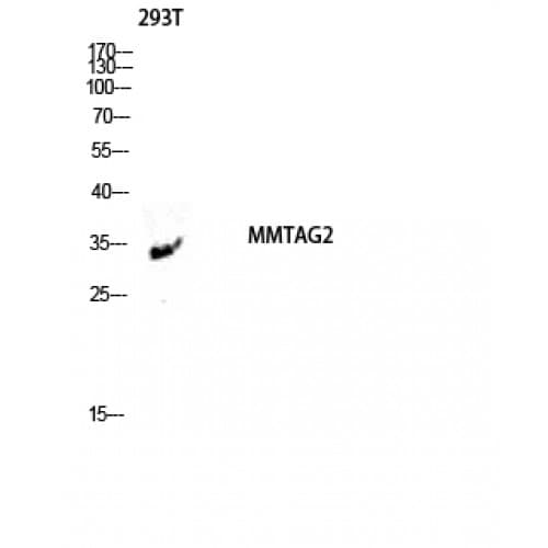 Polyclonal Rabbit anti-Human C1orf35 / MMTAG2 Antibody (10-90 aa, N-terminal, WB)