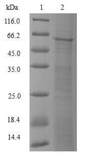 Human POLM / DNA Polymerase Mu Protein (Recombinant 10His, N-terminus + Myc, C-terminus)