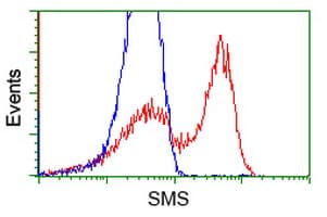SMS / Spermine Synthase Antibody (clone OTI 1A7)