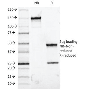 MUC5AC Antibody (clone 9-13M1, Azide-free, BSA-free)