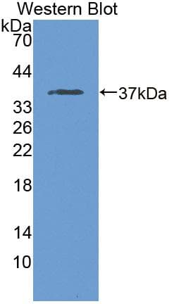 MT-ND1 Antibody (aa19-84)
