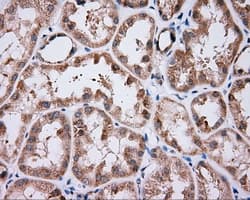 NME4 Antibody (clone OTI2G1)