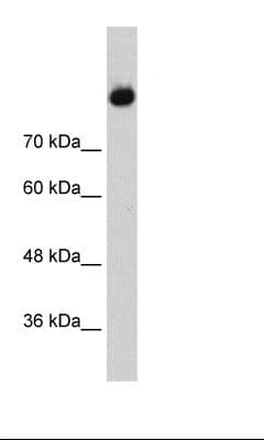 Complement C2 Antibody (aa398-447)