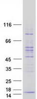 Human POLR2L Protein (Recombinant Myc-DDK (Flag))