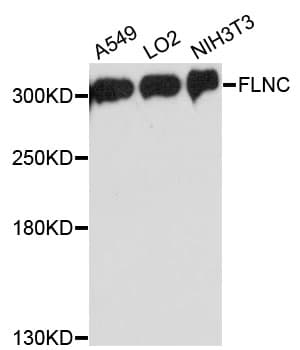ABP-280 / FLNC Antibody