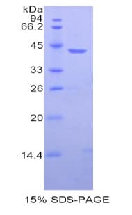 Human HIST1H2AB Protein (Recombinant His-GST)