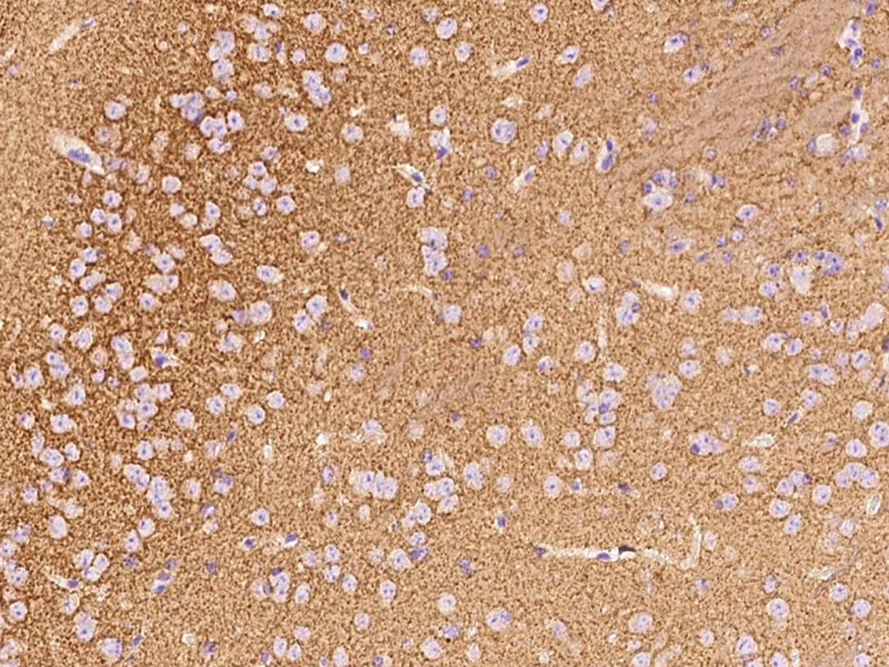 Polyclonal Rabbit anti-Mouse SNCA / Alpha-Synuclein Antibody (Preservative Free, IHC)
