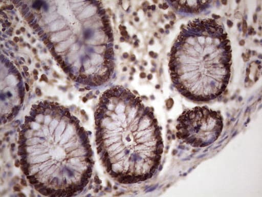 MCM2 Antibody (clone OTI4C9)