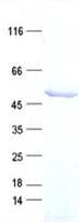 Human TSG101 Protein (Recombinant DDK,C-terminus)