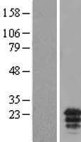 MCEMP1 / C19orf59 Protein (Over-Expression Lysate Myc-DDK (Flag))