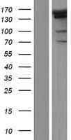 PRDM16 Protein (Over-Expression Lysate Myc-DDK (Flag))