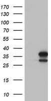 LACTB2 Antibody (aa78-288, clone OTI2F9)