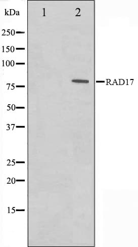 RAD17 Antibody