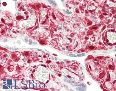 IHC-plus™ PPIA / Cyclophilin A Antibody