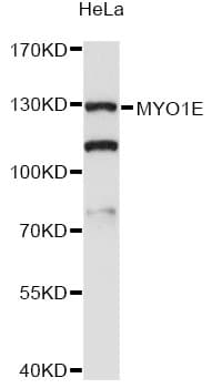 MYO1E / Myosin IE Antibody