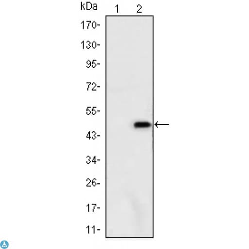 Monoclonal Mouse anti-Human ATXN1 / SCA1 Antibody (IHC, IF, WB)