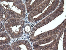 DDT / Dopamine Tautomerase Antibody (clone OTI1H3)