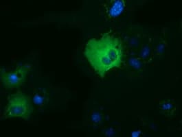 DYNC1LI1 Antibody (clone OTI1C5)