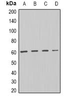 DISC1 Antibody