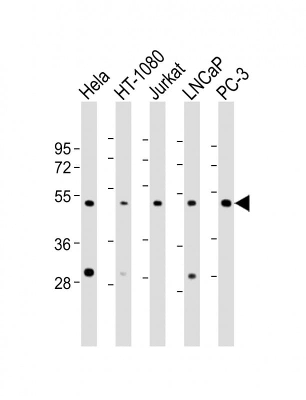 LASS4 Antibody (aa21-51)