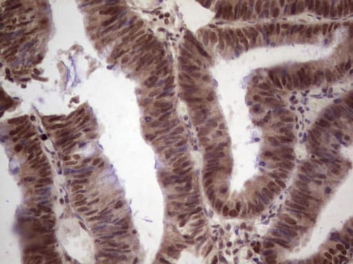 GLI4 Antibody (clone OTI3A9)