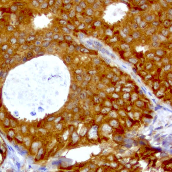 WIBG Antibody (clone UMAB207)