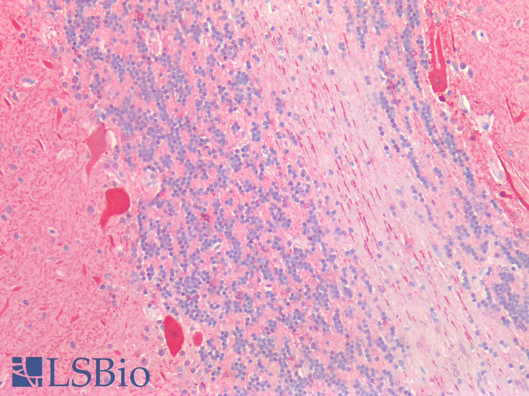 PathPlus™ Polyclonal Rabbit anti-Human SLC2A13 / HMIT / GLUT13 Antibody (aa268-297, IHC, WB)