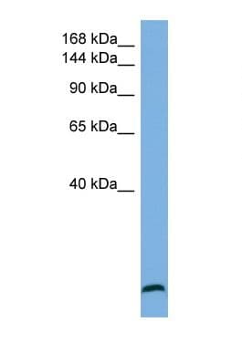 STAG1 / SA1 Antibody (aa50-99)