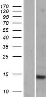 FABP9 / Lipid-Binding Protein (Over-Expression Lysate Myc-DDK (Flag))