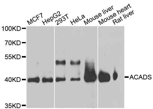 SCAD / ACADS Antibody
