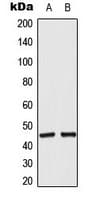 Polyclonal Rabbit anti-Human ACOT4 Antibody (C-Terminus, IHC, IF, WB)