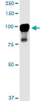 Monoclonal Mouse anti-Human MARK2 Antibody (clone 3B12, WB)