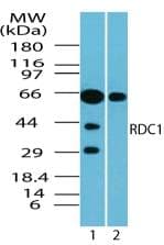 IHC-plus™ ACKR3 / CXCR7 Antibody (aa100-150)