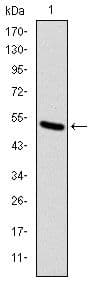 KIF22 / OBP Antibody (clone 5F3)
