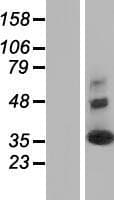 SYNGR2 / Synaptogyrin 2 Protein (Over-Expression Lysate Myc-DDK (Flag))