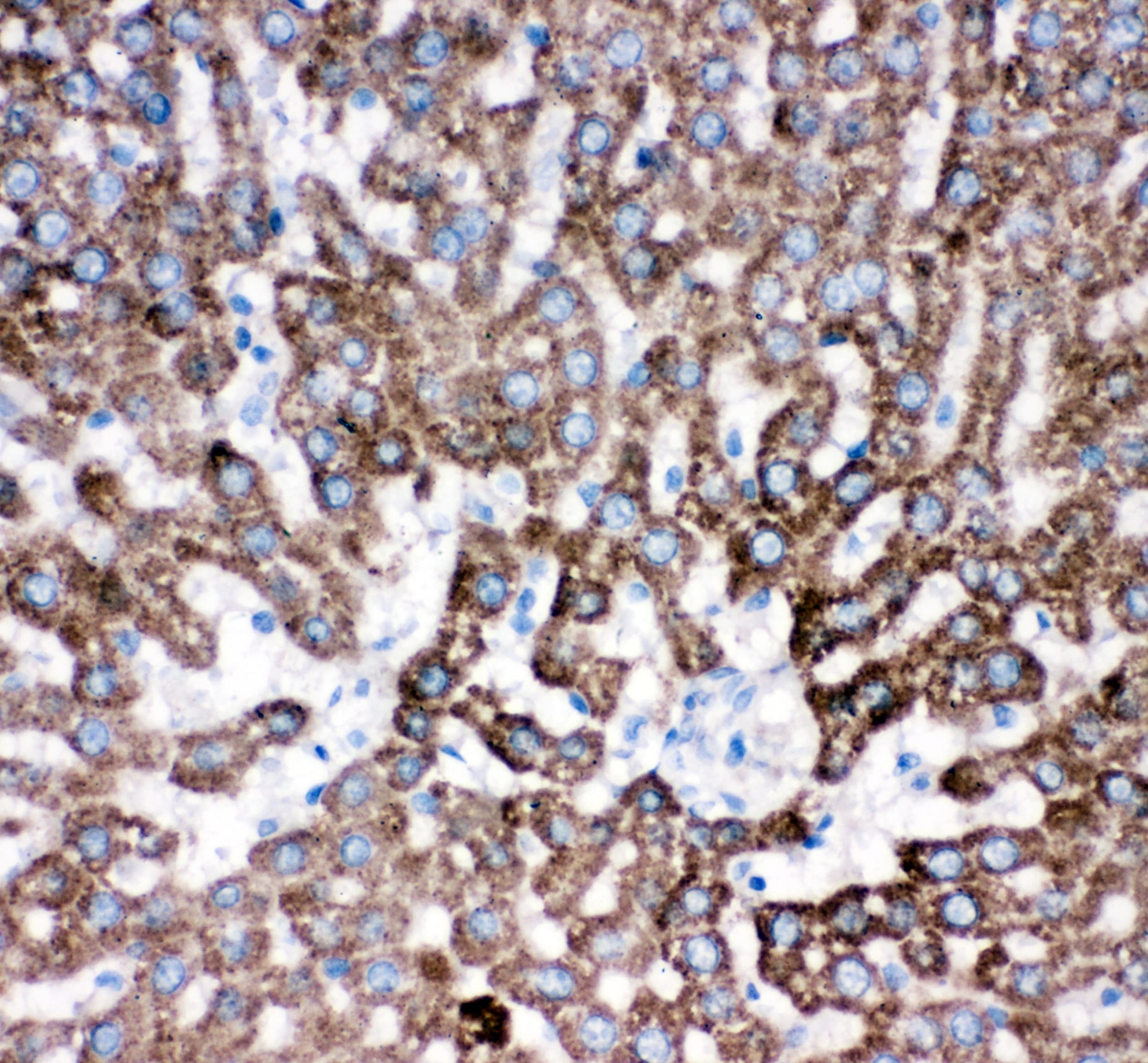 Polyclonal Rabbit anti-Mouse CTSD / Cathepsin D Antibody (aa65-410, IHC, WB)