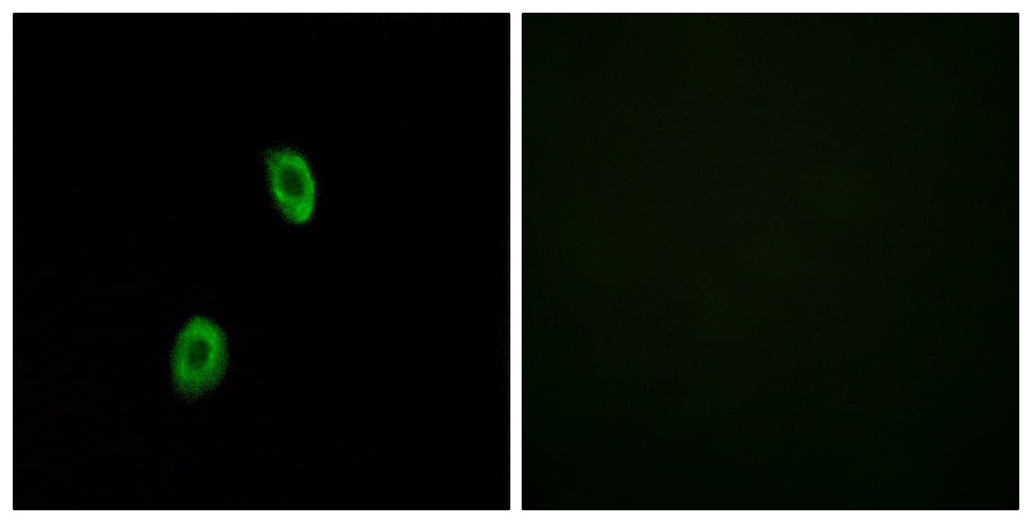 Polyclonal Rabbit anti-Human OR1D2 Antibody (aa201-250, IF, WB)