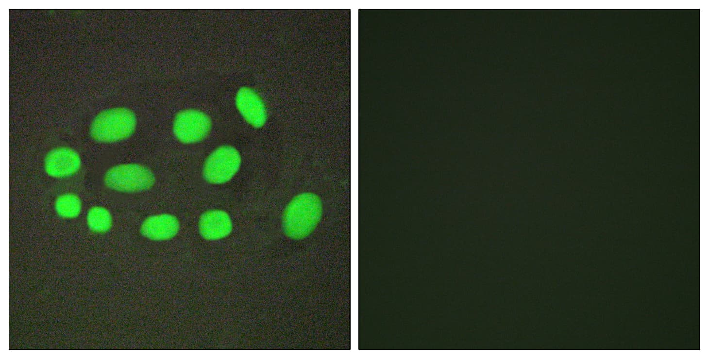 IHC-plus™ SPZ1 Antibody (aa111-160)