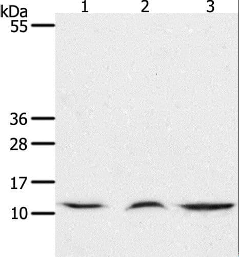 IHC-plus™ CCL17 / TARC Antibody